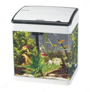 akuarium mini modern