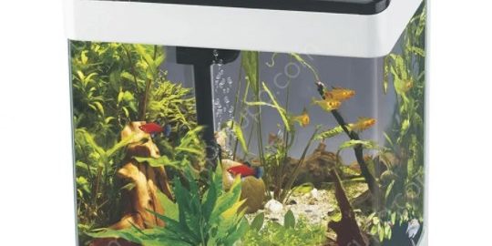 akuarium mini modern